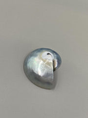 Black Pearl Nautilus