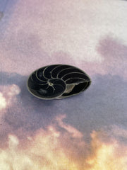 Black Pearl Nautilus