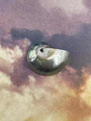 Black Pearl Nautilus