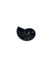 Black Pearl Nautilus