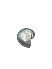 Black Pearl Nautilus