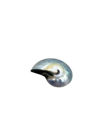 Black Pearl Nautilus