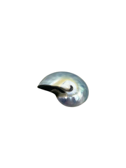 Black Pearl Nautilus