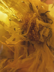 Golden Veil Body Oil